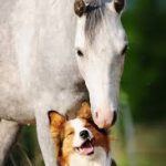 dog and horse
